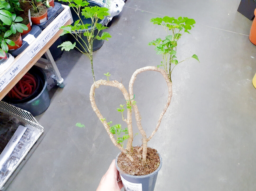 Коряга-корягой, а стоит 1600 рублей