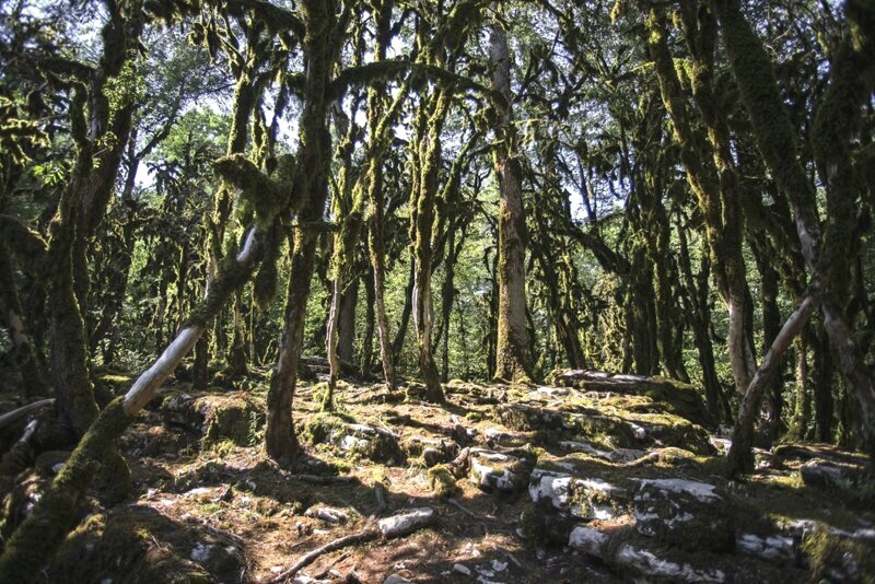 Реликтовая роща в Хосте