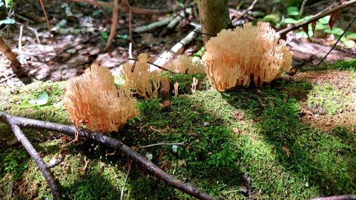 ЭТИ ГРИБЫ ПОЧТИ НИКТО НЕ СОБИРАЕТ. Клавикорона крыночковидная (Artomyces pyxidatus). Съедобные грибы с необычным внешним видом