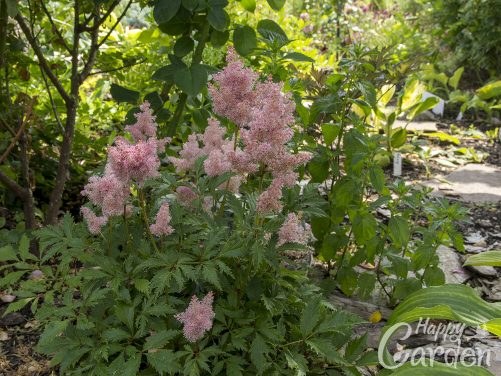 Astilbe x arendsii `Sister Theresa