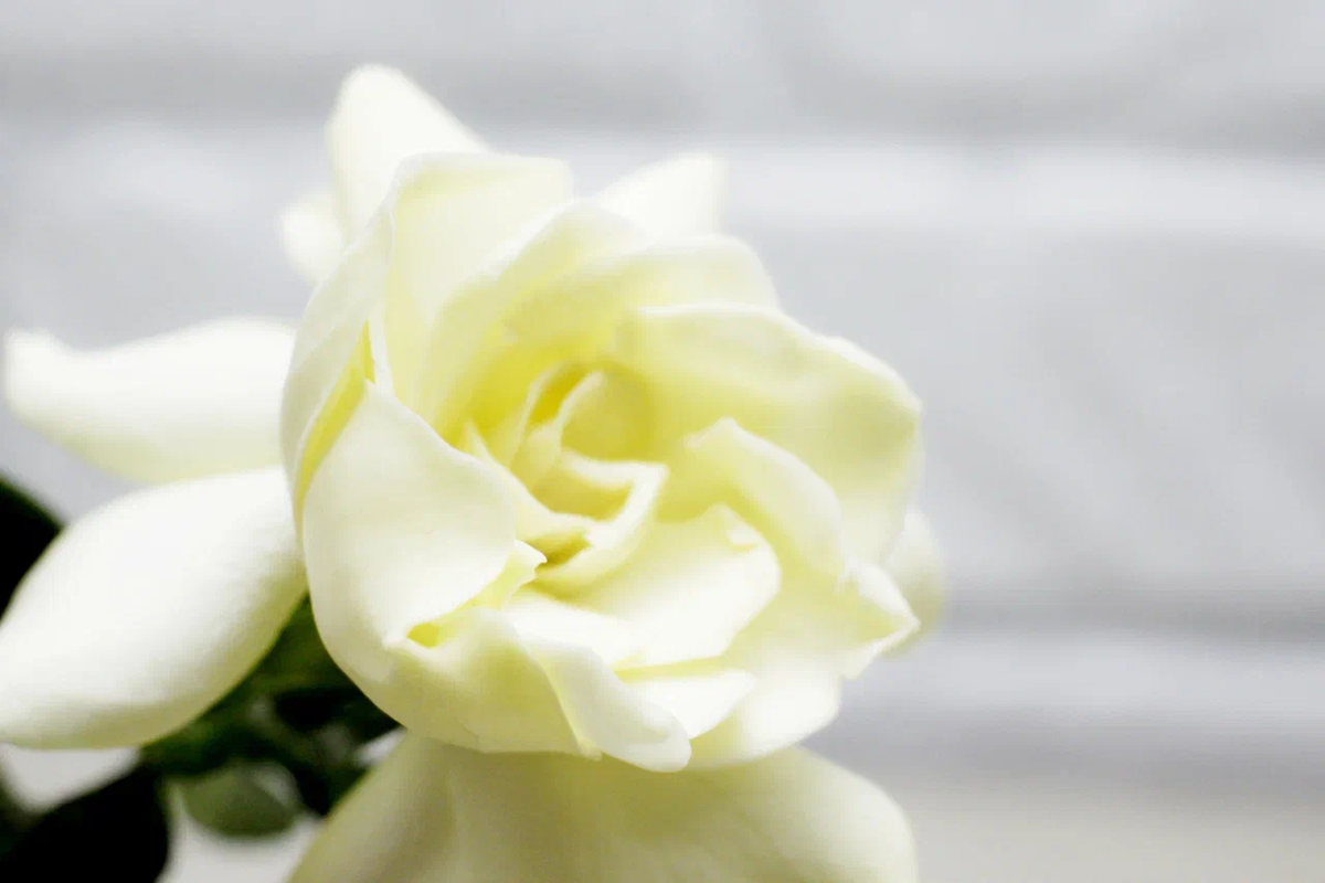 Гардения жасминовидная. Фото и коллекция автора MAsteritayaplants