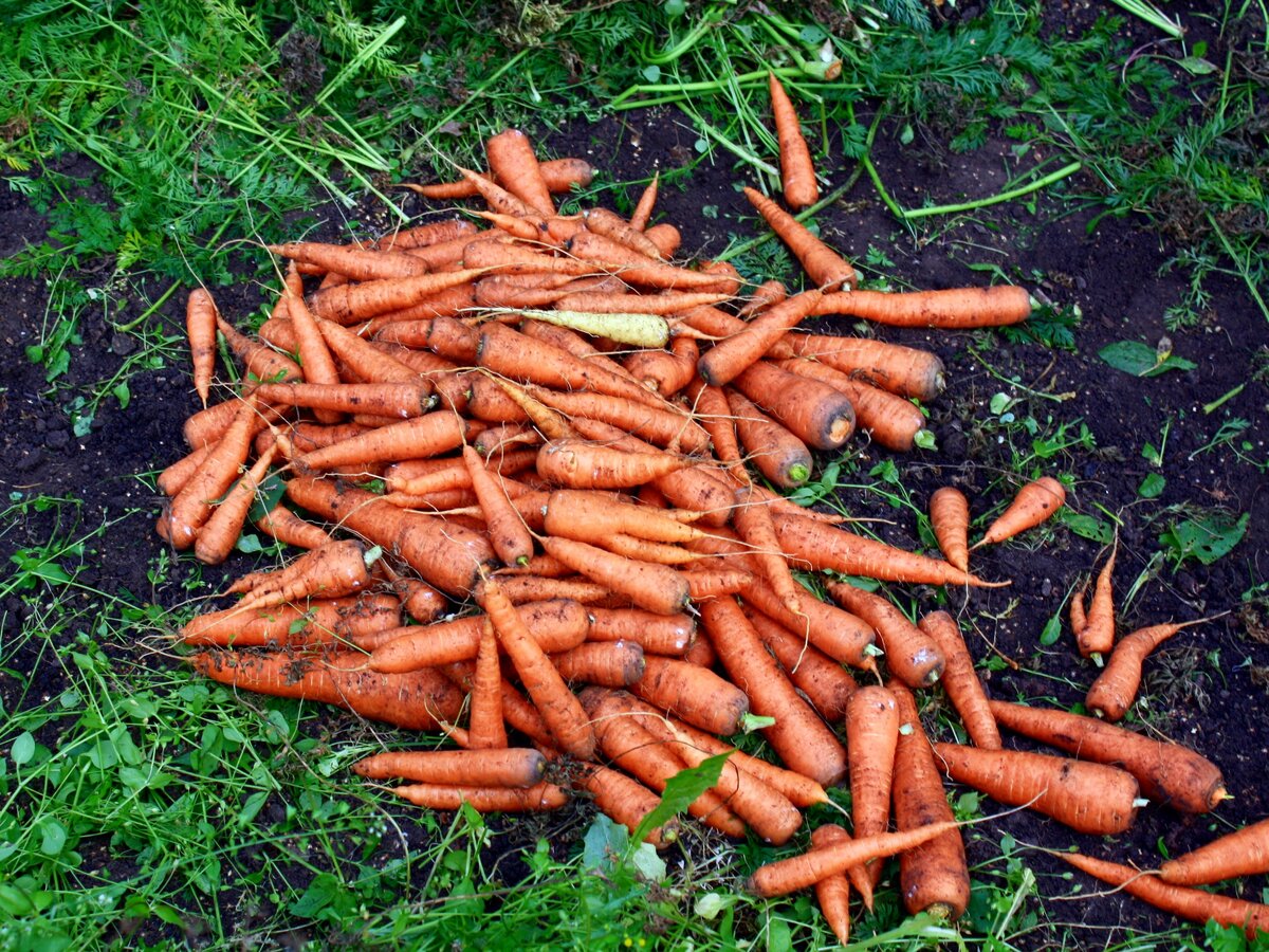 Морковь предыдущих урожаев на даче.