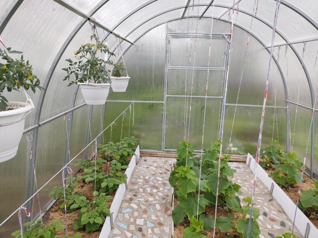 Огурцы в теплицу я высадила в этом году поздно из-за погоды. 13 мая (верхнее фото в статье). А так они выглядели уже 6 июня.