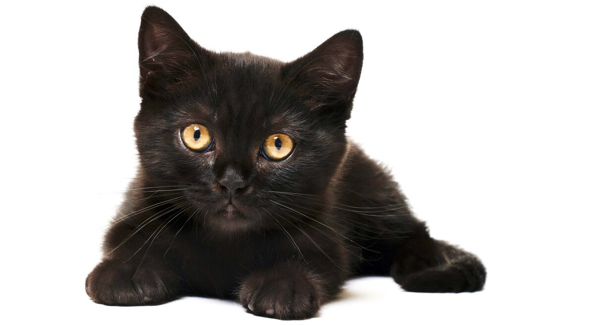 Я ни в чем не виноват! Фото с https://kartinki-i-risunki.ru/