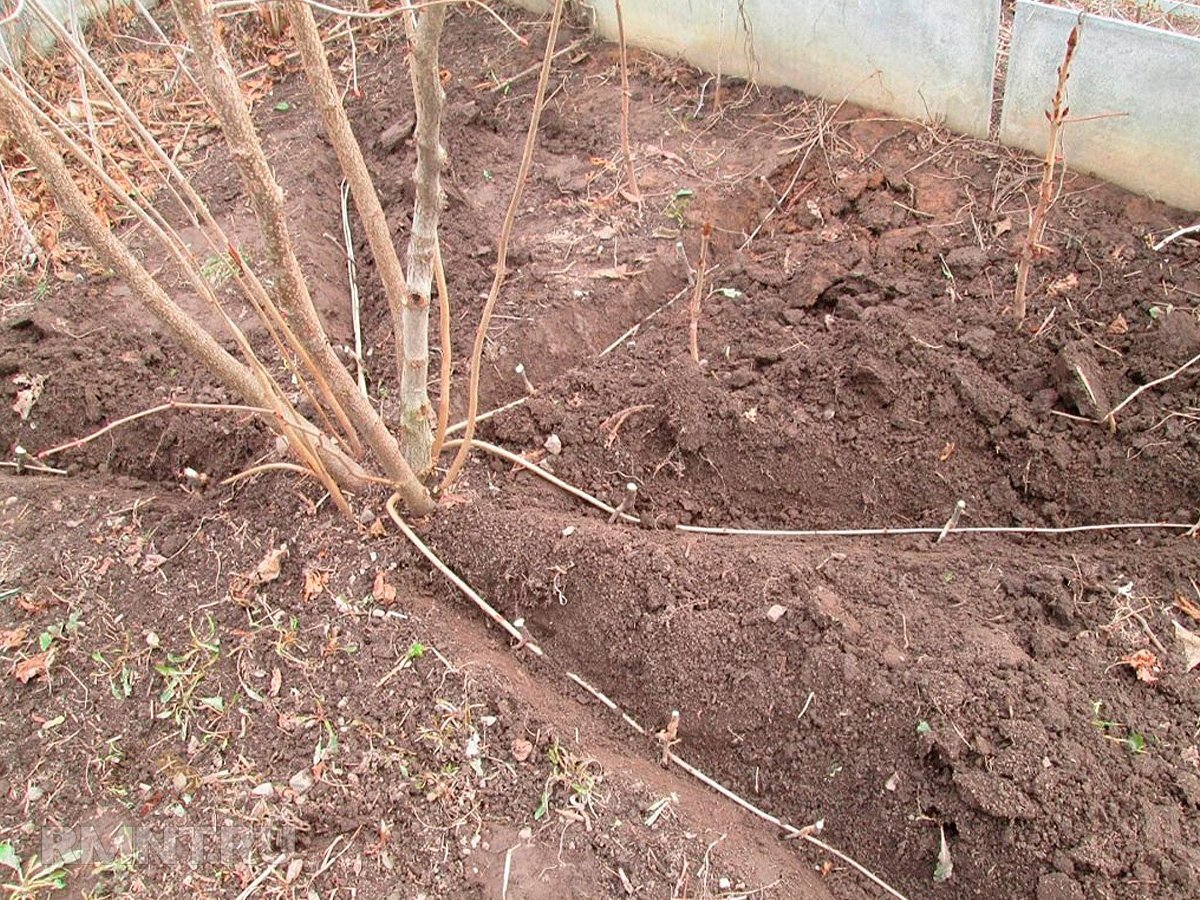 Посадка фундука весной в открытый грунт саженцами. Как правильно садить саженцы. Штамбовая формировка фундука татура. Посадка саженца грецкого ореха. Фундук саженцы как сажать весной и ухаживать.