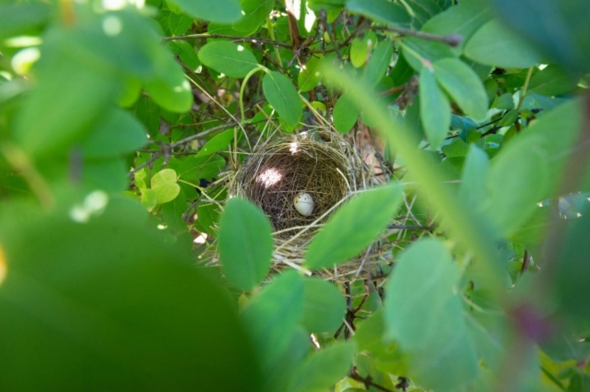    В Туле 21 июля ожидается сильный ветер и дождь