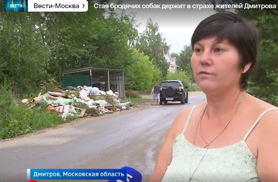 "Стая бродячих собак держит в страхе жителей Дмитрова" | Дарящие ...