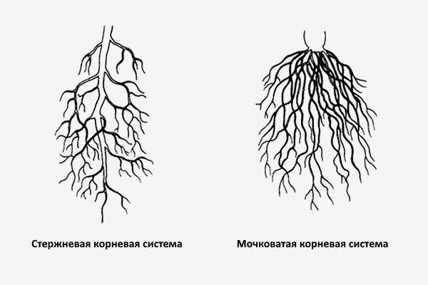 Схема корневой системы вишни