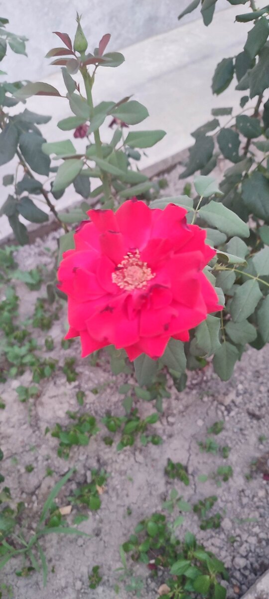 Наши первые розы 🌹