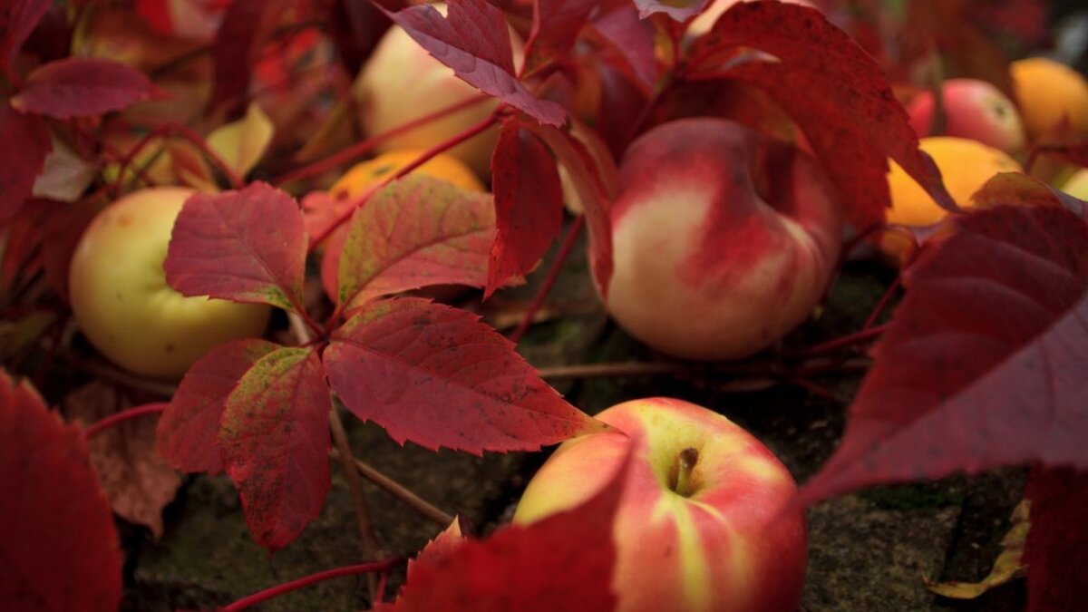               Картинка из источника в свободном доступе. Яблоки в траве