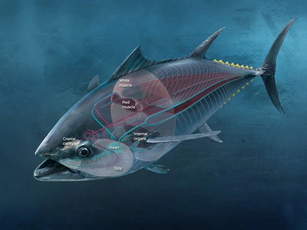Все виды тунцов — «теплокровные», но атлантический тунец развил систему сосудов так хорошо, что он среди родичей остаётся самым тёплым.