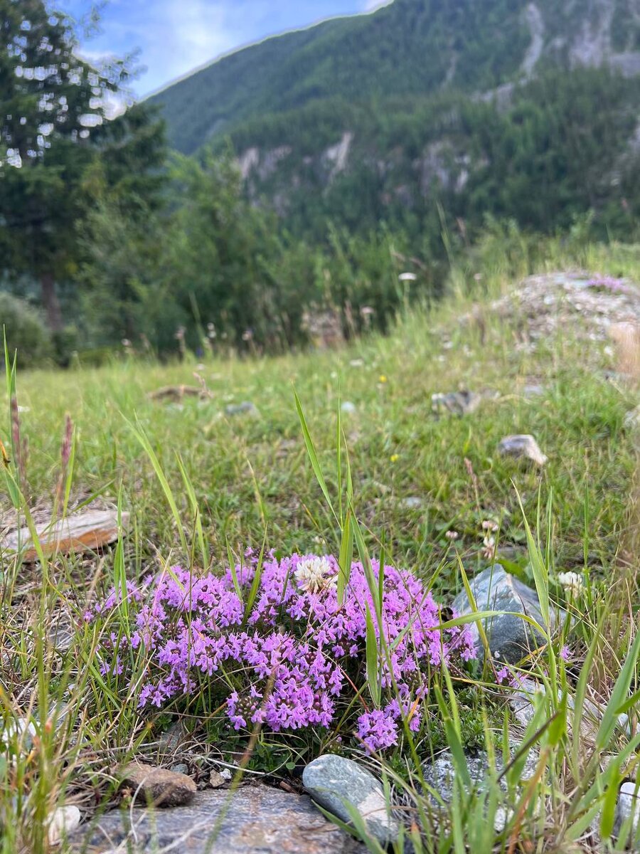 Чабрец Алтайский.