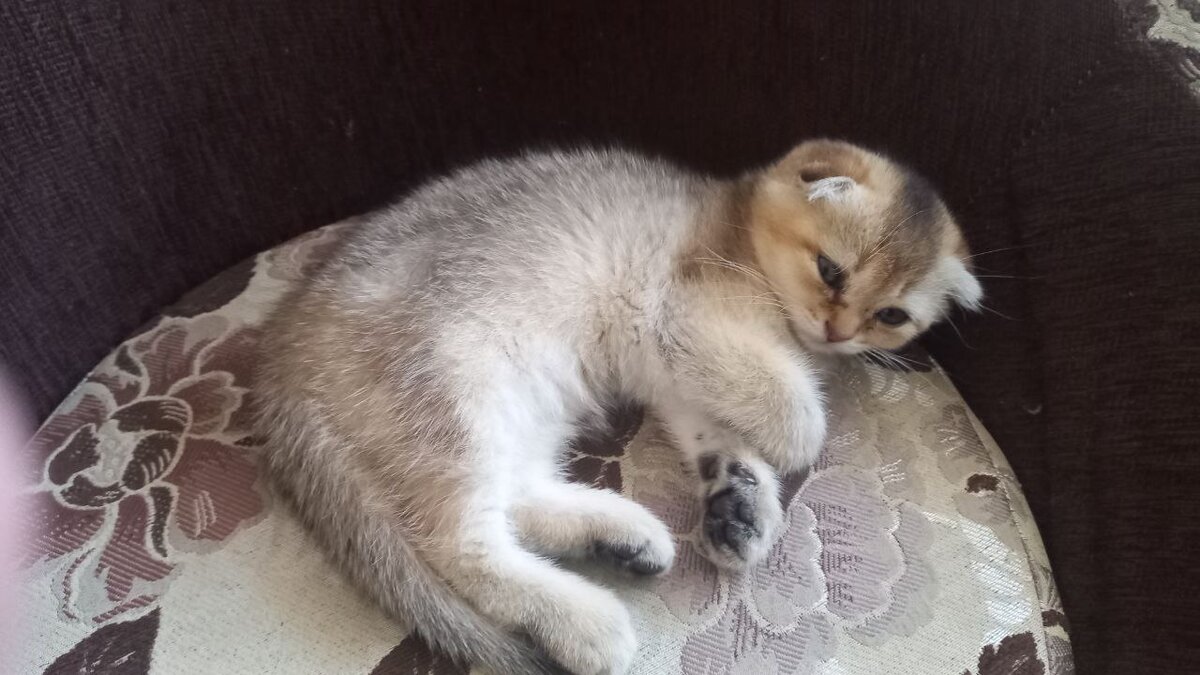 Шотландская порода кошки: все о характеристиках, особенностях и уходе