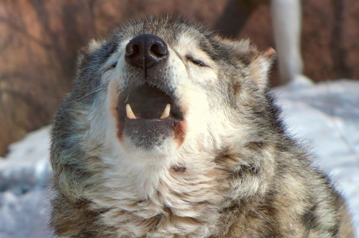    Охотник в Коми застрелил напарника вместо волка