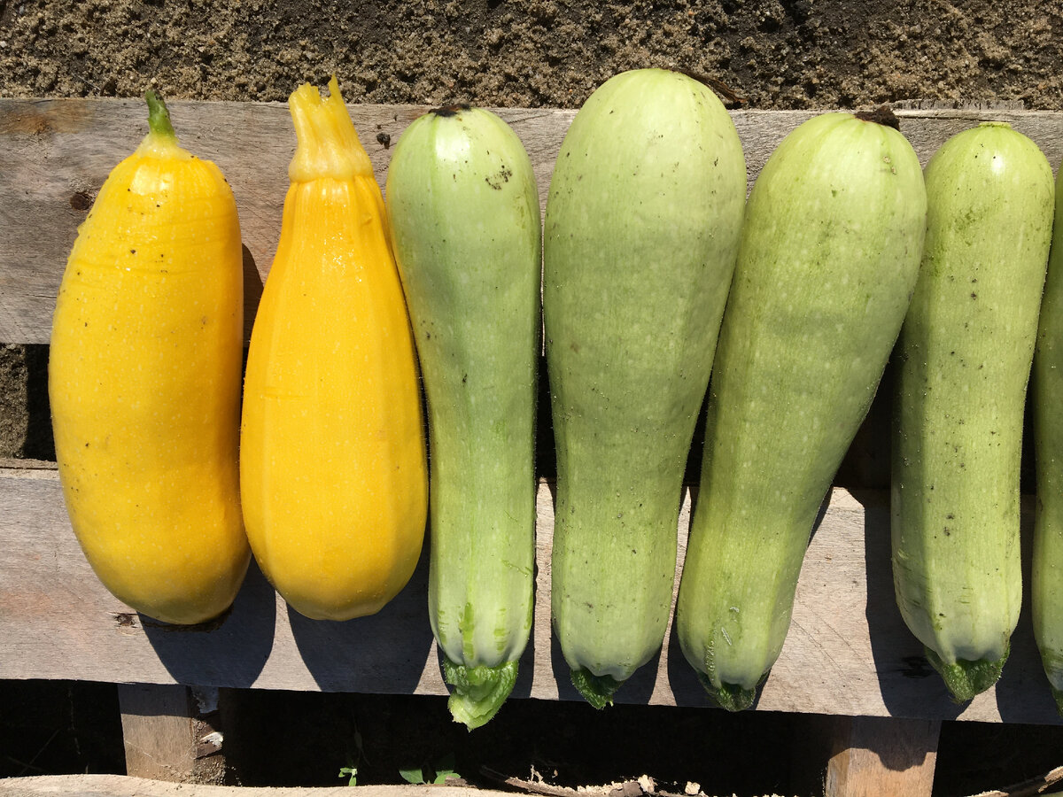 Прогнозируемая шкала роста монетизации в августе. Было время золотое, стало кабачковое.