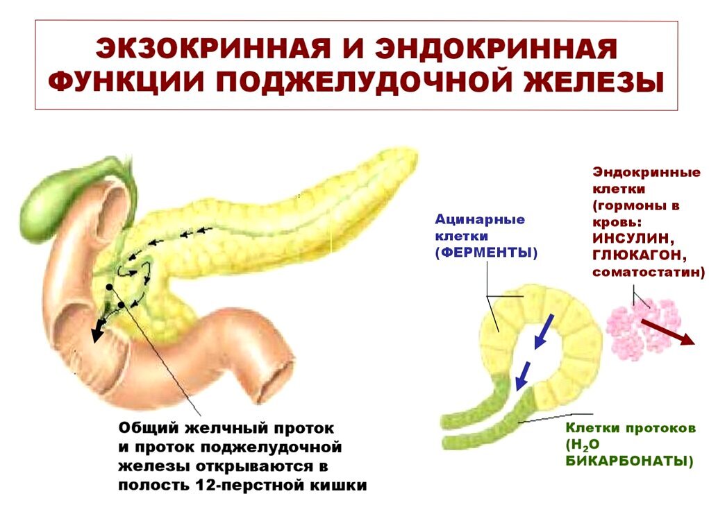 Экзокринная недостаточность поджелудочной. Функции поджелудочной железы. Экзо и эндокринная функция поджелудочной железы.