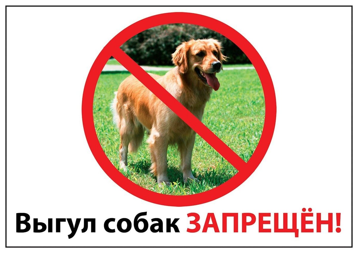 собака на стадионе. выгул собак объявление. выгул собак на школьной территории. собака территория школы. запрет выгула собак на территории школы.