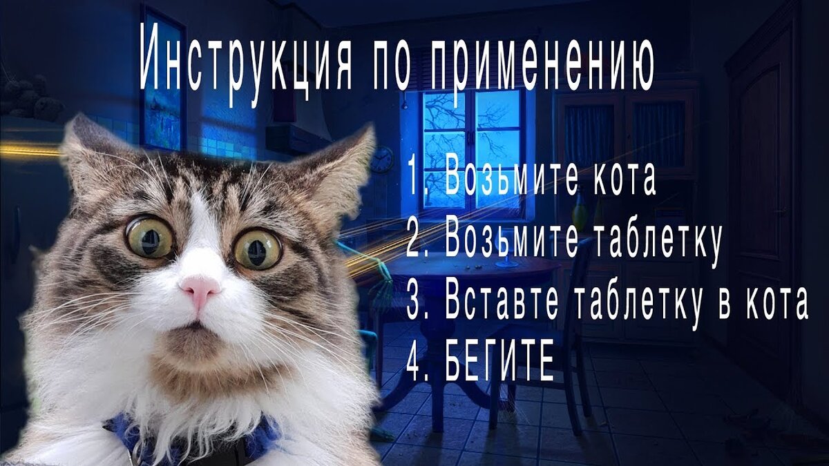Как дать коту таблетку: советы специалистов | ВетМобиль | Дзен