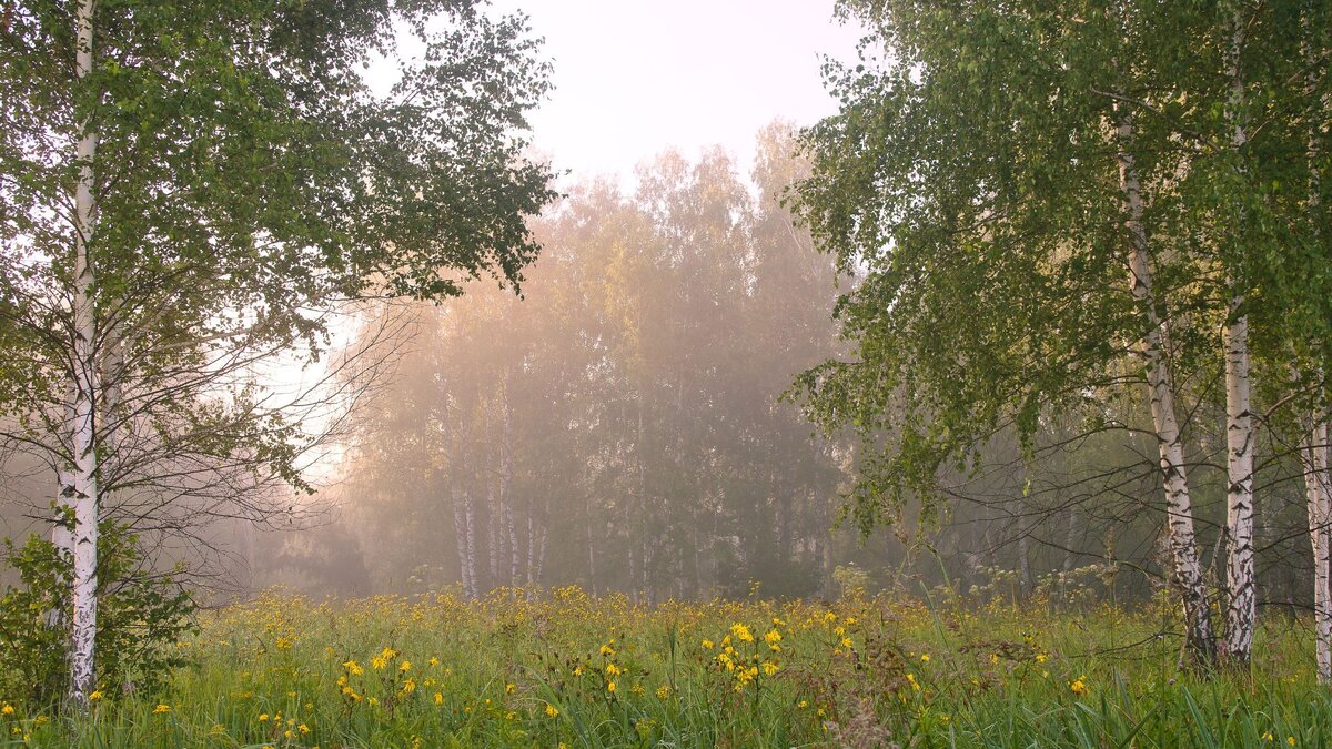 Береза