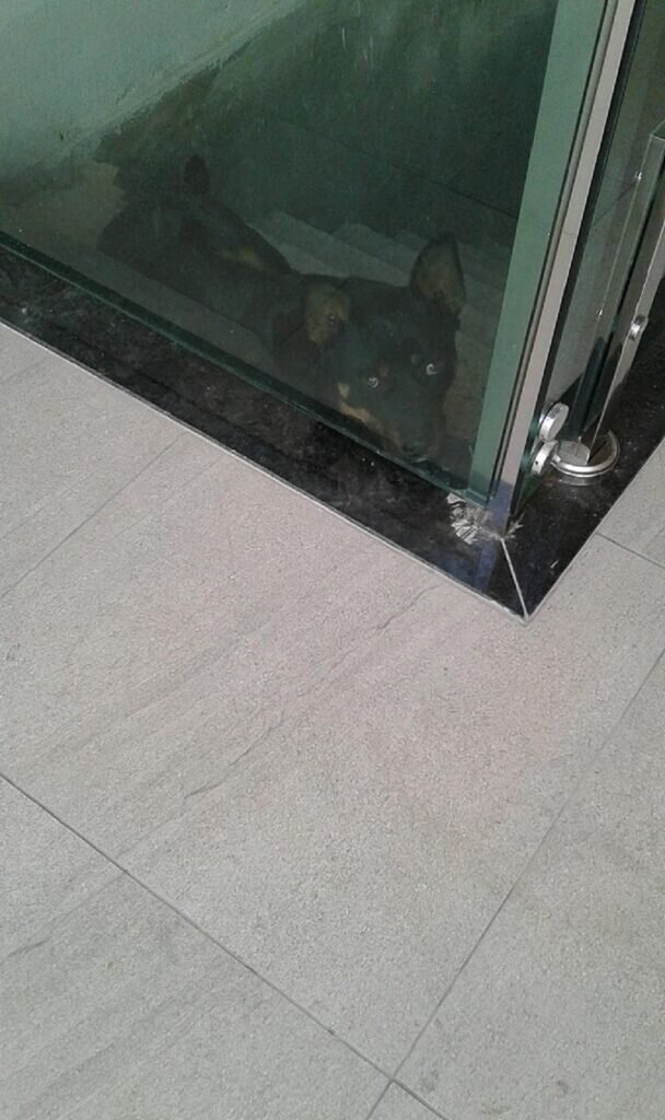 Источник фото: https://www.universoanimali.it/uomo-che-presta-servizi-in-una-casa-si-accorge-che-il-cane-e-maltrattato-e-decide-di-portarlo-via-le-reazioni-del-web/