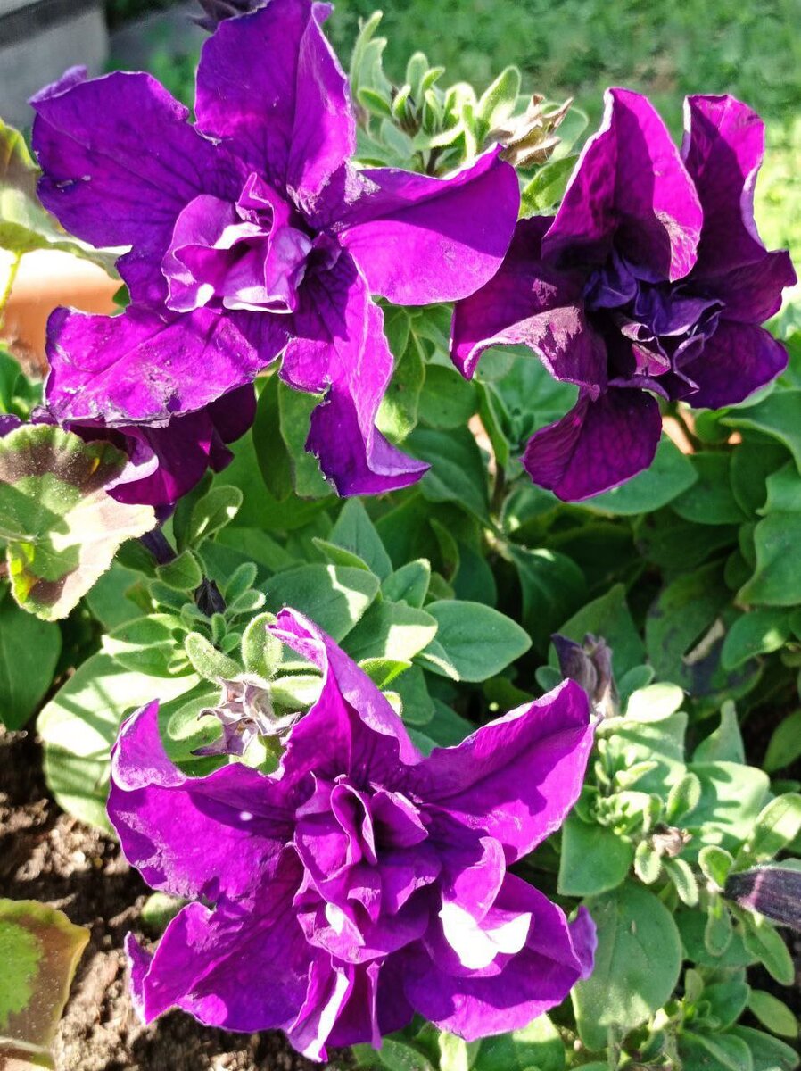 Шикарные цветы подписчицы Дачного агронома 