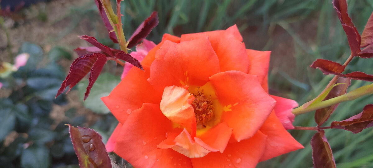 А это шикарные оранжевые розы