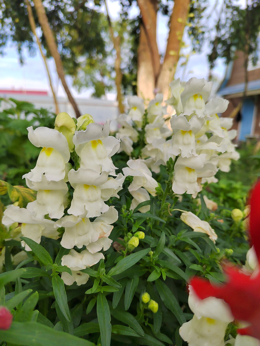 Antirrhinum Snaptastic Pink