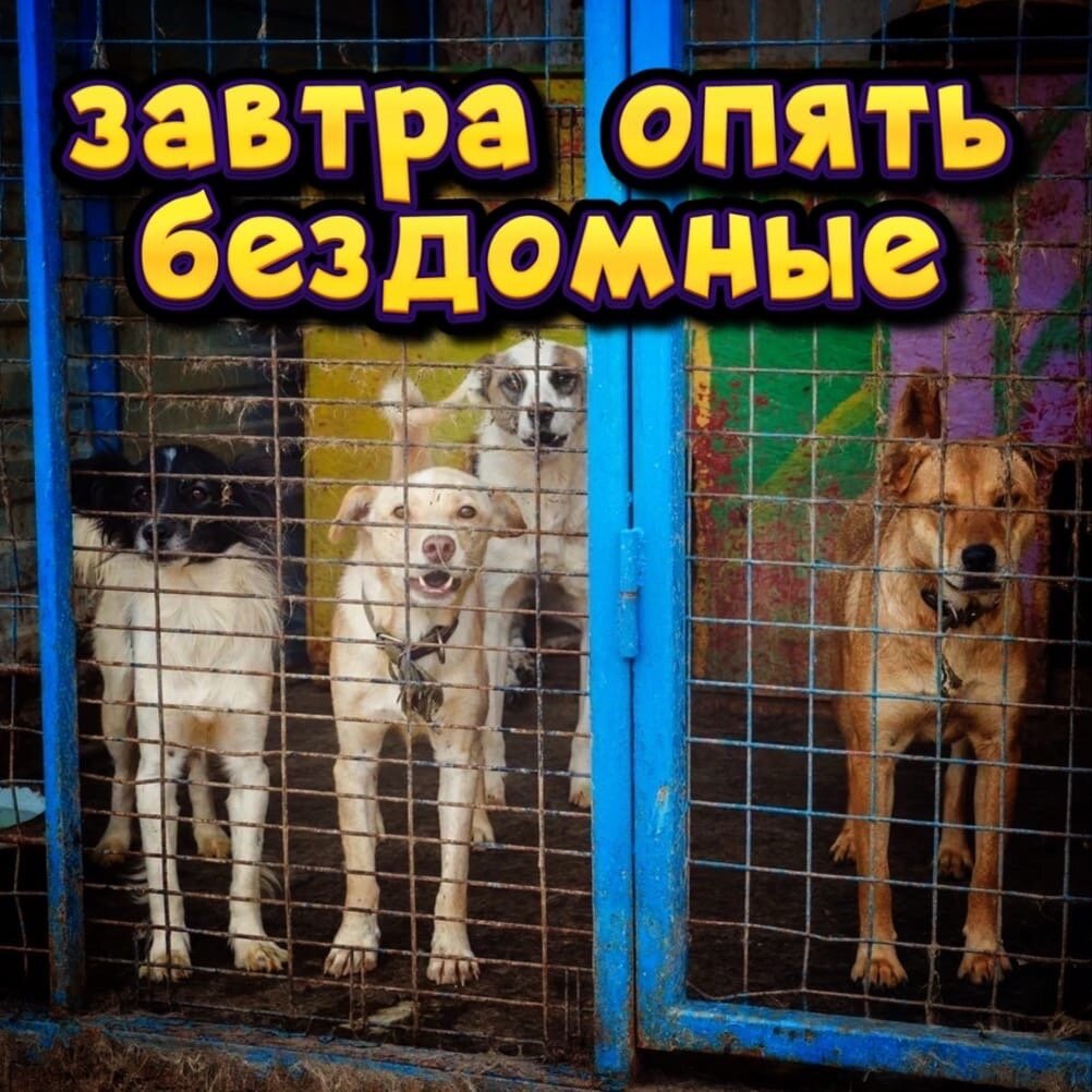 Приют "Омские хвостики" в опасности