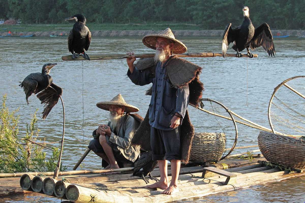 Братья ловят рыбу. Рыбалка с бакланами в Китае. Ловля рыбы с бакланами в Китае. Охота с бакланами в Китае. Рыбалка с бакланами в Японии.