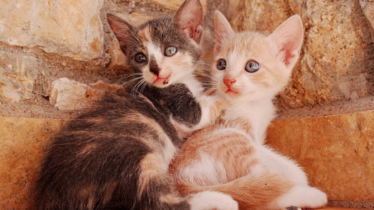     Граждане поздравят тех, у кого не меньше 13 кошек. Сами кошатники, те, у кого не менее чертовой дюжины усато-хвостатых, будут баловать своих мырлык, «сладких пирожчков», Васек-Мурок чем-нибудь вкусным. Сегодня Праздник тринадцатой кошки.