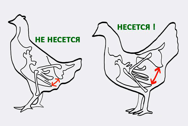 Заметить нестись. Лонные кости у курицы несушки. Лонные кости у кур несушек. Несущая курица. Лонная кость у курицы.