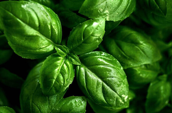 Пурпурный гиацинт, базилик и другие цветы, означающие конец отношениям. Фото © Freepik / valeria-aksakova