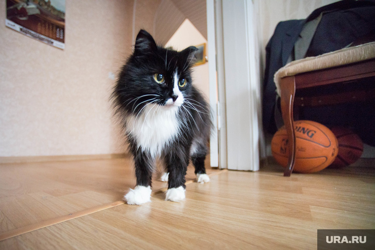    Журналисту не разрешили взять с собой своих домашних животных, сообщает Sputnik