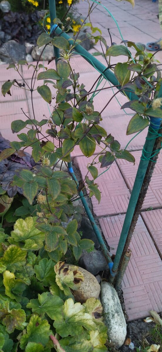 Пиилу сейчас 