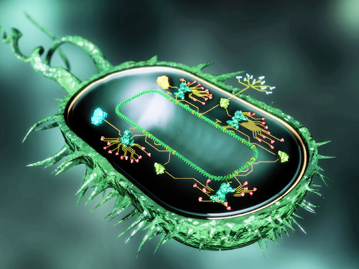 Гибриды бактерий. Биокомпьютер. Клеточные биокомпьютеры. Биокомпьютеры будущего. Синтетическая биология.