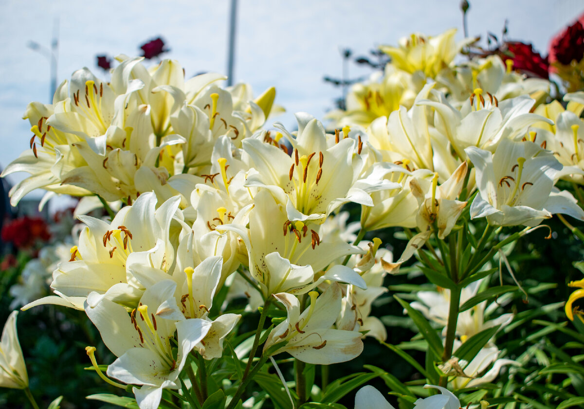 Фотография автора статьи. 