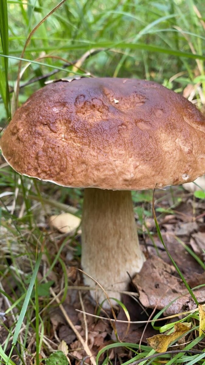 Обзор грибного сезона в Карелии Грибной сезон — важное время для многих жителей Карелии. Это традиция, которая передается из поколения в поколение, и она обеспечивает пропитание и доход для многих сельских семей, которые в этот период полагаются на дикие грибы как на основной источник пищи. Среди популярных разновидностей — лисички, боровики, аманиты, сыроежки, сморчки, молочники и другие, которые собираются с использованием традиционных методов, таких как корзины или мешки, в зависимости от того, какой вид вы собираете с лесной подстилки.

Преимущества грибного сезона в Карелии Грибной сезон приносит столь необходимую экономическую выгоду жителям бедных сельских районов, которые продают свой урожай на местных рынках или напрямую покупателям из соседних городов, которые затем перепродают его по более высоким ценам, чем те, что они заплатили за него изначально, обеспечивая таким образом сельским семьям дополнительный доход, к которому они иначе не имели бы доступа. Из-за ограниченных возможностей трудоустройства за пределами своих деревень или поселков заключение Грибной сезон — важное время для жителей территории бывшей Финляндии, известной как «Карелия», где сбор диких грибов с лесной подстилки стал вековой традицией, которая помогает обеспечить пропитание и дополнительный доход многим обедневшим семьям в этом регионе в этот период каждый год. Различные виды грибов можно собирать с помощью традиционных методов, таких как корзины или мешки, среди которых популярны лисички, боровики, аманиты и другие, обеспечивая при этом социально-экономические выгоды за счет увеличения доходов, получаемых от продажи собранных продуктов на местных рынках или напрямую покупателям из близлежащих городов, что делает их неотъемлемой частью культурной самобытности этого региона.