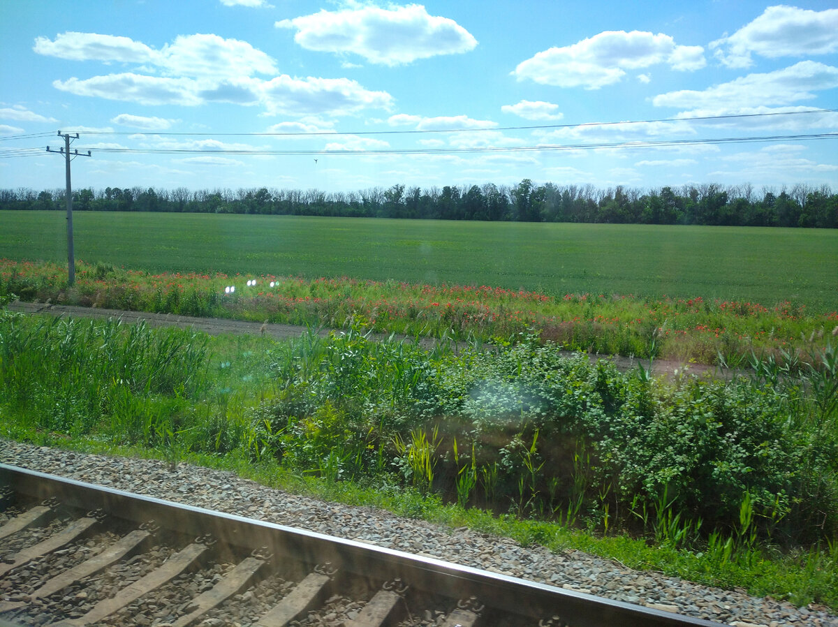 цветущие маки радуют глаз