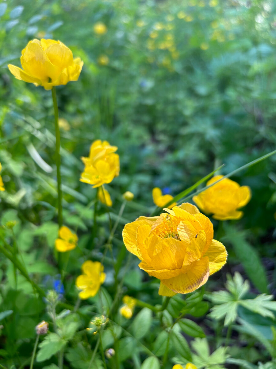 Trollius komarovii