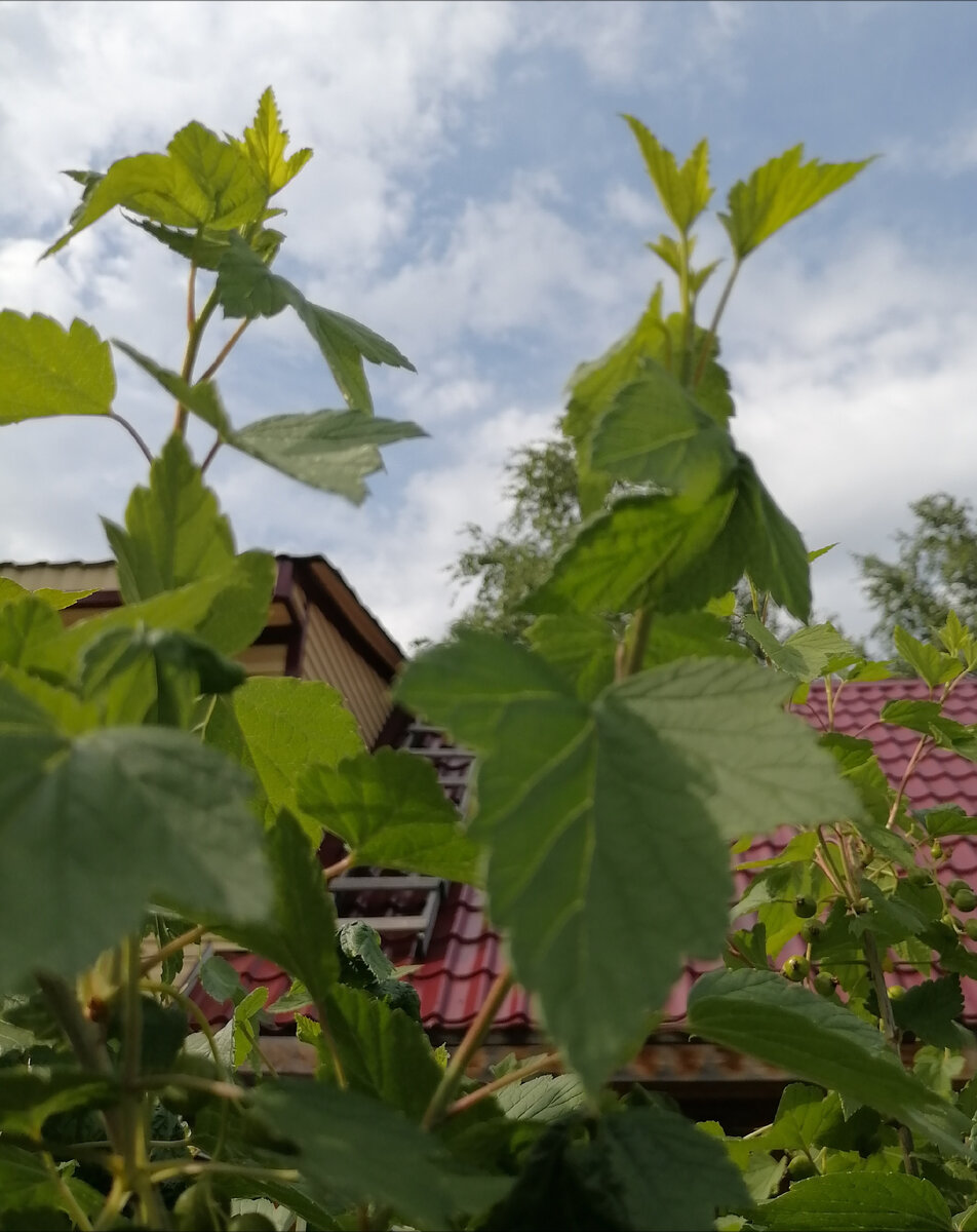 Побеги чёрный смородины, после уничтожения тли божьей коровкой, продолжают расти.