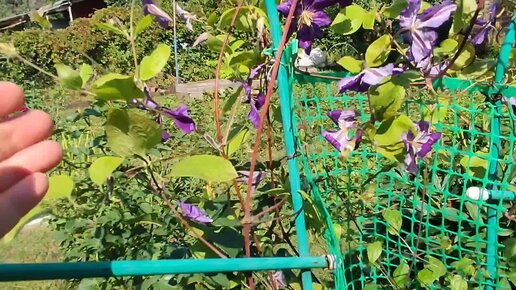 Почему вянут клематисы