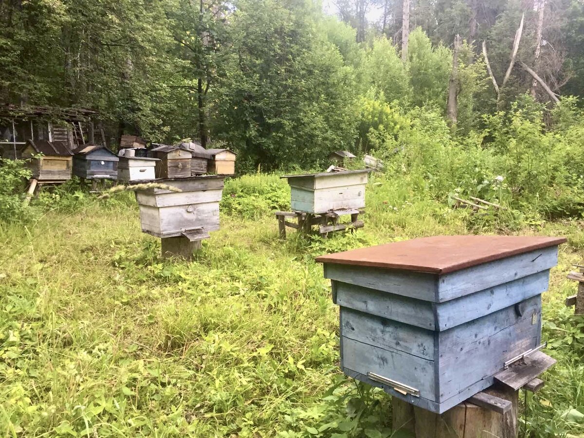 Ульи должны быть деревянными и покрытыми масляной краской синего, жёлтого или зелёного цвета, так как пчёлы различают только эти оттенки и легче запоминают, куда нужно лететь