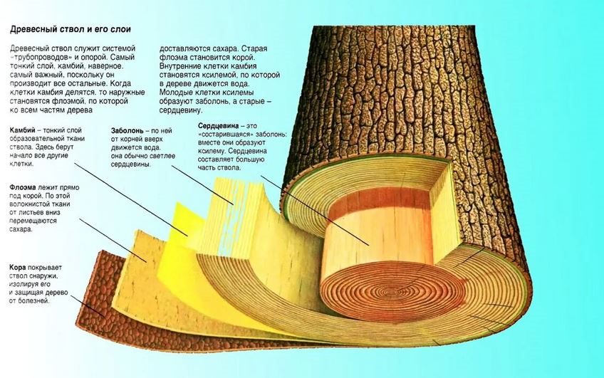 Движение сока в стволе дерева схема
