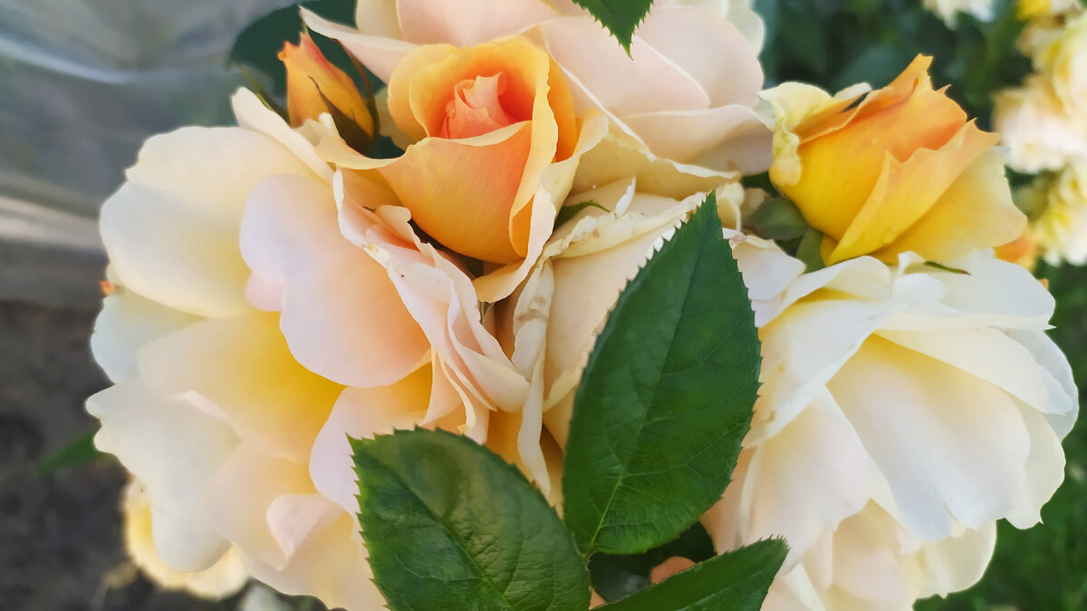 Это для моих читателей! Вот такая красота у меня в саду)