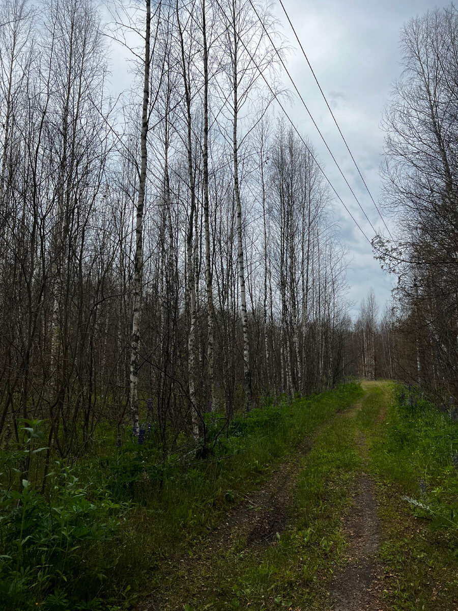 Так выглядят почти все лиственные деревья в радиусе 50 км