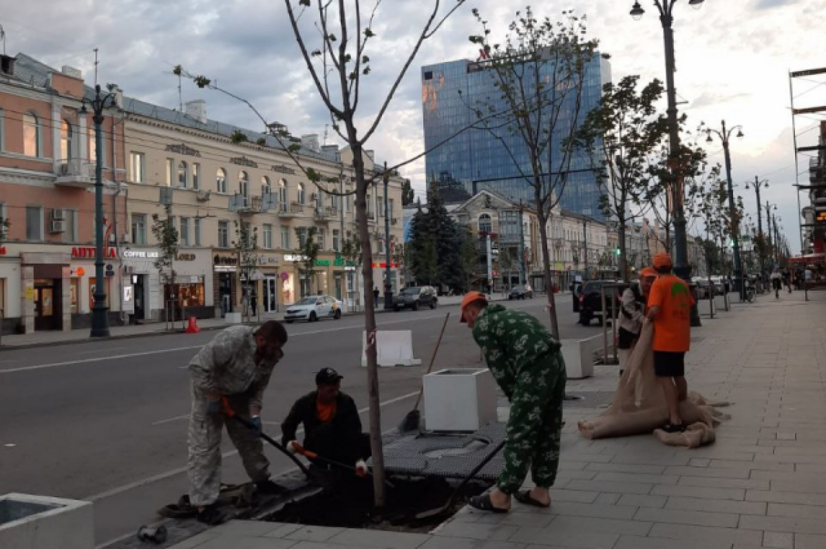    В Воронеже выкопали клены, «закатанные» в плитку на проспекте Революции