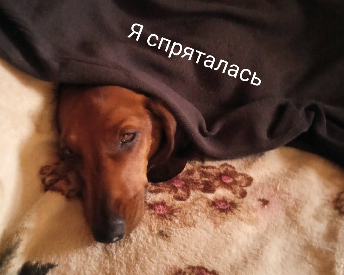 Когда собаке страшно она прячется 