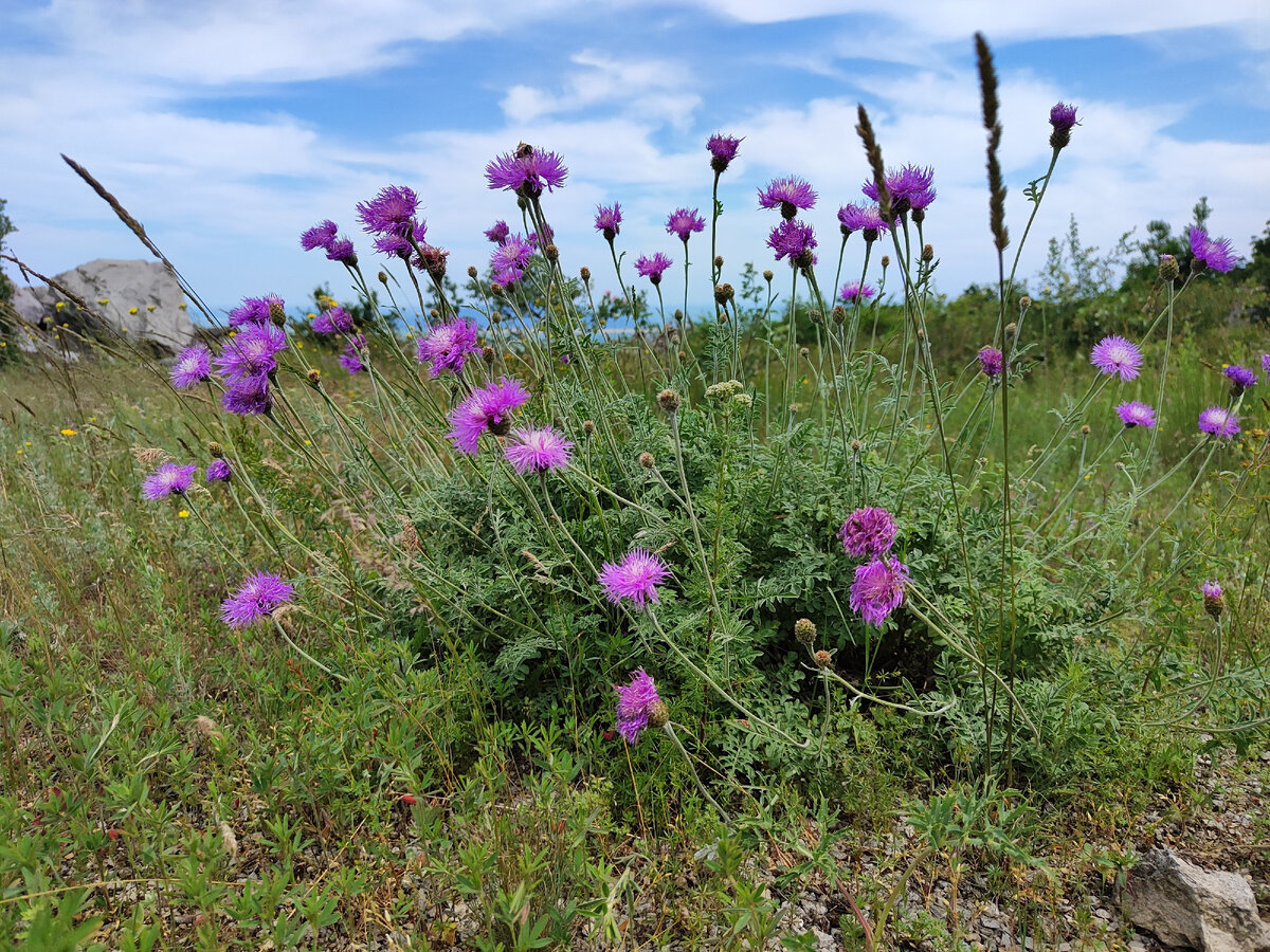 Василëк шероховатый. Гора - лакколит Змейка. 09.06.2023г.
