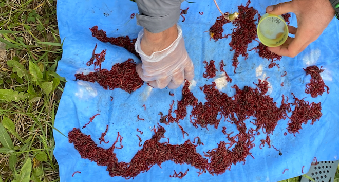 Фасовка крупного - насадочного мотыля перед стартом