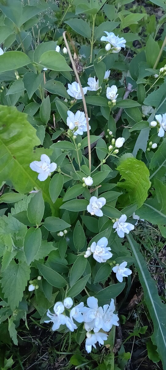 Мой Жасмин на даче